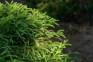 Japanse ceder Cryptomeria japonica 'Globosa Nana' struik Cryptomeria japonica 'Globosa Nana' struik