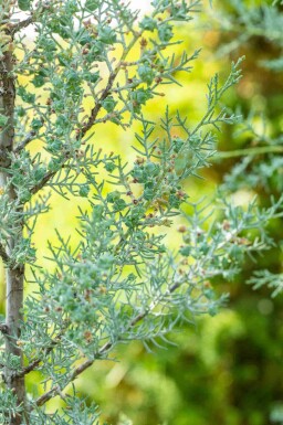 Blauwe cipres Cupressus arizonica 'Fastigiata' struik Cupressus arizonica 'Fastigiata' struik
