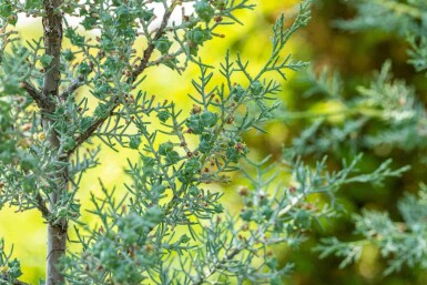 Blauwe cipres Cupressus arizonica 'Fastigiata' struik Cupressus arizonica 'Fastigiata' struik