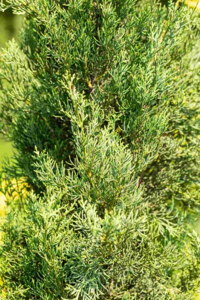 Cupressus sempervirens 'Pyramidalis'