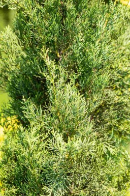 Italiaanse cipres Cupressus sempervirens 'Pyramidalis' struik Cupressus sempervirens 'Pyramidalis' struik