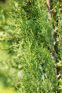 Italiaanse cipres Cupressus sempervirens 'Pyramidalis' struik Cupressus sempervirens 'Pyramidalis' struik