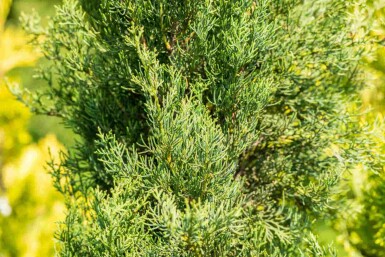 Cupressus sempervirens 'Pyramidalis'