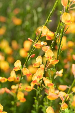 Cytisus 'Apricot Gem'