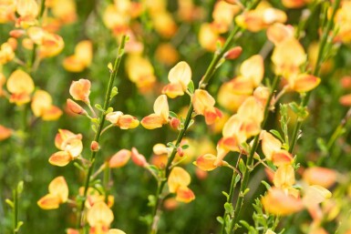 Brem Cytisus 'Apricot Gem' struik Cytisus 'Apricot Gem' struik