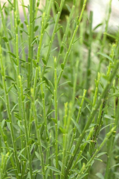Brem Cytisus 'Lena' struik Cytisus 'Lena' struik