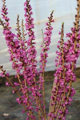 Peperboompje Daphne mezereum 'Rubra' struik Daphne mezereum 'Rubra'