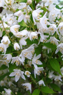 Bruidsbloem Deutzia gracilis struik Deutzia gracilis struik