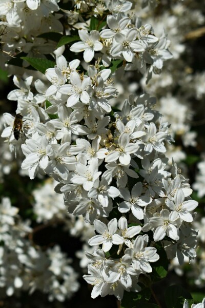 Deutzia gracilis 'Nikko' struik 30-40 cm