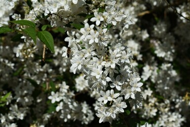 Deutzia Deutzia gracilis 'Nikko' struik Deutzia gracilis 'Nikko' struik