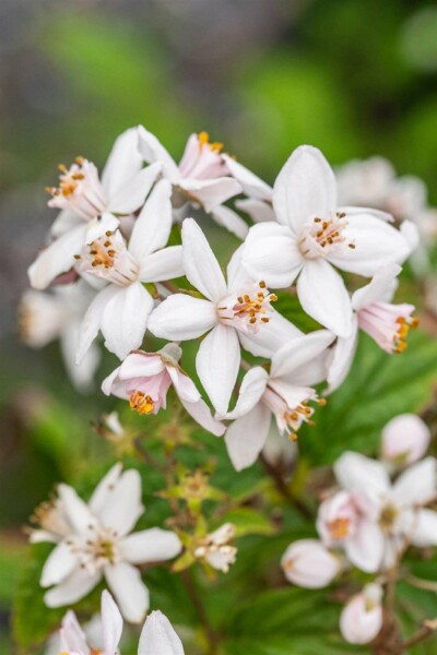 Deutzia 'Mont Rose' struik 30-40 cm