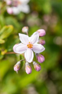 Roze deutzia Deutzia 'Mont Rose' struik Deutzia 'Mont Rose' struik