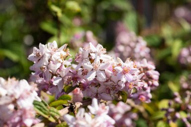 Deutzia 'Mont Rose' struik 30-40 cm