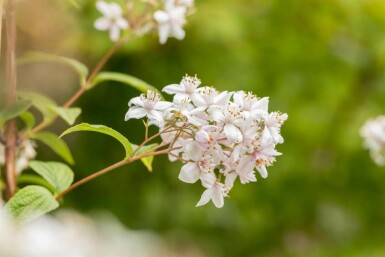 Deutzia 'Mont Rose' struik 30-40 cm