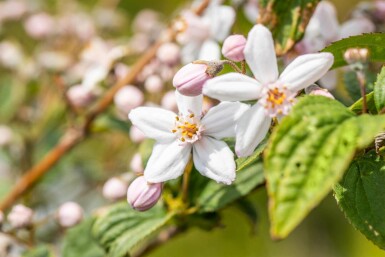Deutzia 'Mont Rose' struik 30-40 cm