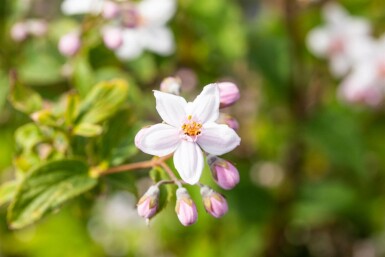 Deutzia 'Mont Rose' struik 30-40 cm