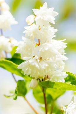 Deutzia Deutzia scabra 'Plena' struik Deutzia scabra 'Plena' struik