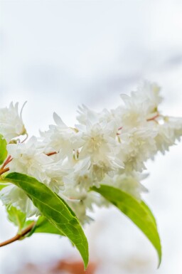 Deutzia Deutzia scabra 'Plena' struik Deutzia scabra 'Plena' struik