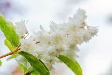 Deutzia scabra 'Plena' struik 60-80 cm