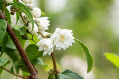 Deutzia scabra 'Plena' struik 60-80 cm