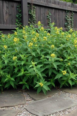 Diervilla Diervilla sessilifolia 'Butterfly' struik Diervilla sessilifolia 'Butterfly' struik