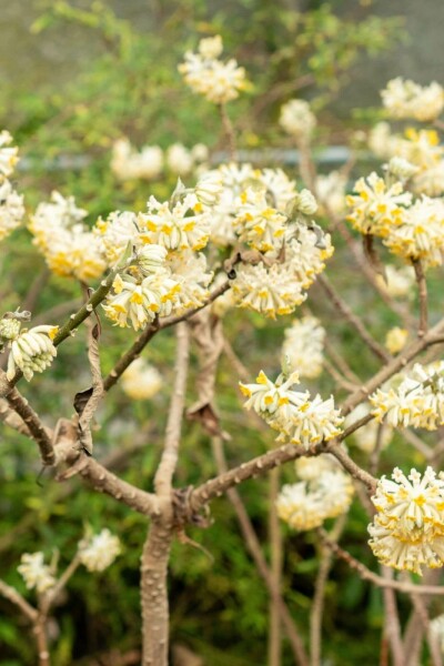 Edgeworthia chrysantha struik 60-80 cm