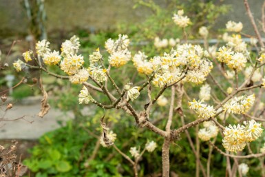 Edgeworthia chrysantha