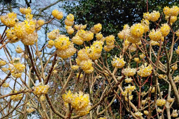 Edgeworthia chrysantha 'Grandiflora' struik