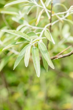 Wilde olijf Elaeagnus angustifolia struik Elaeagnus angustifolia struik