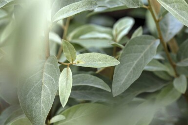 Wilde olijf Elaeagnus angustifolia struik Elaeagnus angustifolia struik