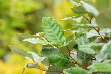 Olijfwilg Elaeagnus ebbingei 'Compacta' struik Elaeagnus ebbingei 'Compacta' struik