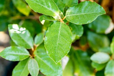 Elaeagnus ebbingei 'Compacta' C3 40-50