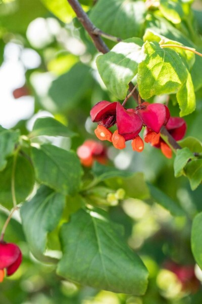 Kardinaalsmuts Euonymus europaeus struik Euonymus europaeus struik