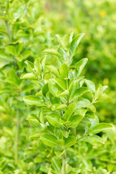 Euonymus japonicus struik 20-30 cm