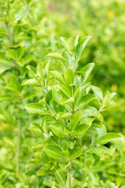 Euonymus japonicus