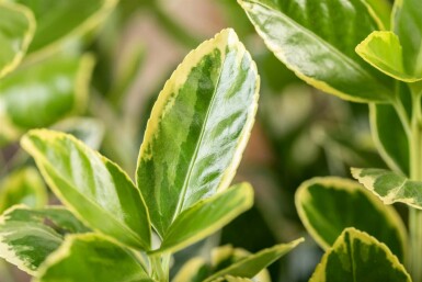 Euonymus japonicus 'Aureomarginatus'