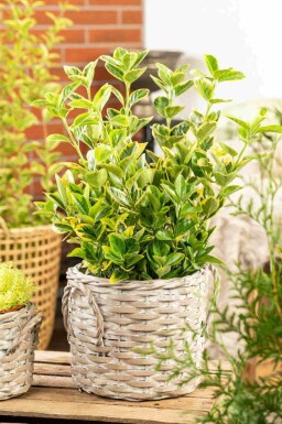 Euonymus japonicus 'Aureomarginatus' struik 30-40 cm