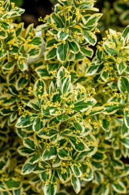 Kardinaalsmuts Euonymus japonicus 'Bravo' struik Euonymus japonicus 'Bravo' struik