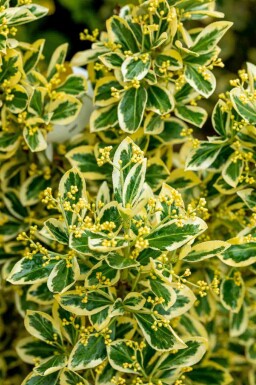 Euonymus japonicus 'Bravo'