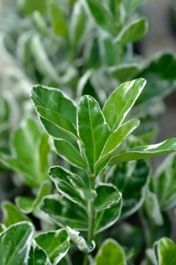 Euonymus japonicus 'Kathy'