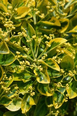 Euonymus japonicus 'Marieke'