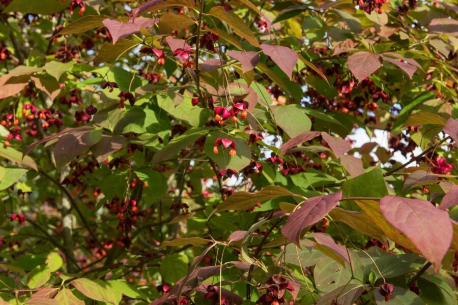 Kardinaalsmuts Euonymus planipes struik Euonymus planipes struik