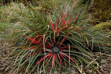 Fascicularia Fascicularia bicolor struik Fascicularia bicolor struik