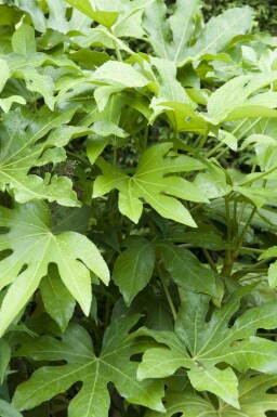 Fatsia japonica