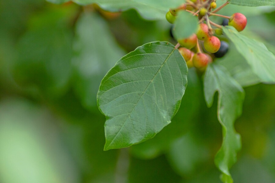 Vuilboom Frangula alnus struik Frangula alnus struik