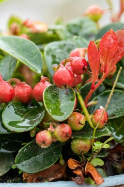 Bergthee Gaultheria procumbens struik Gaultheria procumbens struik