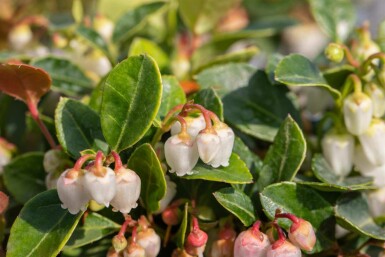 Bergthee Gaultheria procumbens struik Gaultheria procumbens struik