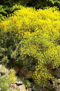 Genista lydia