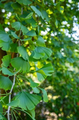 Ginkgoboom Ginkgo biloba struik Ginkgo biloba