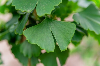 Ginkgoboom Ginkgo biloba struik Ginkgo biloba